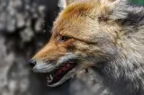 Copil din Bacău, atacat de o vulpe turbată chiar în curtea casei. Tatăl s-a luptat cu animalul ca să-i salveze viața