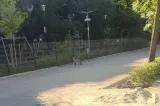 Vulpe la plimbare pe o arteră importantă din București. Imagini surprinzătoare la un loc de joacă - FOTO
