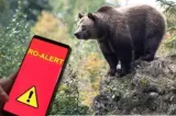 Alertă în orașul Pucioasa, după apariția unui urs. A fost emis mesaj RO-Alert
