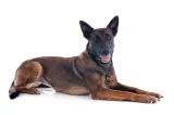Bărbat reținut după ce câinele său, un Malinois, a atacat un om, în Brașov