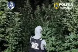 Descoperire neașteptată în Dâmbovița. Oamenii legii au găsit o pădure de canabis