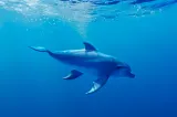 Un delfin a înotat mai bine de o oră printre turiștii aflați în apă la Tuzla, la doar trei metri de mal VIDEO
