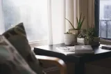Planta pe care merită să o ai în dormitor toamna. Poate ajuta la reducerea umezelii din aer