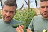 Un fermier din Galați a ajuns să dea castraveții gratis. Motivul: îl costă mai mult să-i culeagă decât primește pe ei - VIDEO