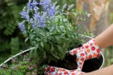 Ce să pui toamna la rădăcina florilor ca să reziste peste iarnă și să înflorească spectaculos la primăvară