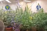 Rețea de cultivare și trafic de canabis, destructurată de DIICOT | VIDEO