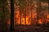 Incendiu de pădure în zona Mănăstirii Boia, din județul Vâlcea. Terenul accidentat îngreunează intervenția pompierilor
