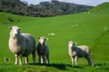 Exporturile de ovine și caprine din România pot fi reluate, după unele etape tehnice. Planul ANSVSA, aprobat de Comisia Europeană