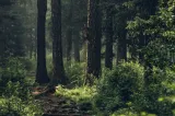 Descoperire macabră într-o pădure din Maramureș. Un bărbat a fost găsit mort, polițiștii au deschis o anchetă