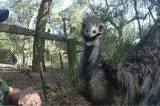 Un emu scăpat dintr-o fermă a provocat o scenă virală. Lovitura de K1 cu care l-a dat gata pe îngrijitor
