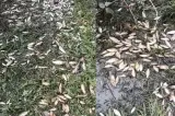 Imagini ca în Apocalipă în Iași. Sute de kilograme de pește au ajuns în grădinile oamenilor