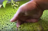 După viermi și greieri, planta de baltă ajunge în farfurii