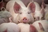 Două focare de pestă porcină africană, confirmate în Buzău. 17 animale au fost sacrificate