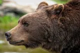 Alertă în Fălticeni. Un urs a intrat în curțile oamenilor