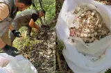Amendă uriașă pentru trei persoane care au cules ilegal usturoi de munte. Ce s-a întâmplat cu cele 20 de kilograme confiscate