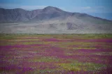 Fenomen spectaculos în Deșertul Atacama: milioane de flori au transformat cel mai arid deșert într-un covor de culori