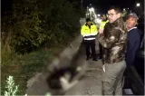 Mister la Pitești! Un elan, specie dispărută din România de aproape 200 de ani, a fost lovit mortal de un camion