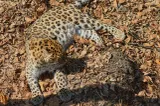 Tragedie la un parc safari din Olanda! O îngrijitoare a murit după ce a fost atacată de un leopard. Lucra acolo de 40 de ani