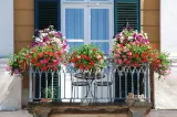 Ai plante pe balcon sau în ghivece, în curte? Temperatura la care trebuie să le aduci în casă, conform experților