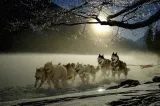 Țara care caută persoane pentru îngrijirea a 80 de câini Husky. Oferă cazare și salariu într-o zonă spectaculoasă
