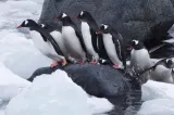 S-au găsit vinovații pentru încălzirea planetei. Vacile au fost detronate de pinguinii din Antarctica, acuzați că eliberează milioane de tone de gaz