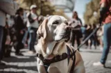 Protest duminică în București. Peste 70 de ONG-uri și iubitori de animale din toată țara cer schimbări în protecția drepturilor prietenilor necuvântători