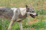 Alertă în județul Harghita. Trei noi cazuri de rabie confirmate în localitățile Mădăraș, Sândominic și Mihăileni