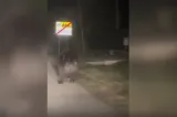 Un urs terorizează o localitate. Oamenii nu mai ies din case