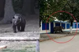 Ursul cu cinci picioare care a pus autoritățile pe jar la Câmpina. O imagine creată cu AI a dus la emiterea unui mesaj RO-Alert