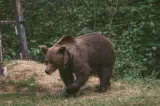 Alertă în Sibiu! O ursoaică însoțită de trei pui, observată într-o localitate. Autoritățile au emis RO-Alert