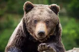 Atac de urs în Covasna: o mamă a fost rănită grav în timp ce își ducea copilul la școală. Primarul cere măsuri radicale