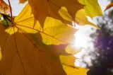 Toamnă cu temperaturi de primăvară. Cum va fi vremea până la începutul lui noiembrie: prognoza ANM pentru următoarele 4 săptămâni
