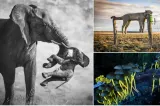 Poza care a luat trofeul: emoția transmisă de un elefant care își poartă puiul mort. Imaginile care au impresionat juriul