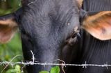 Alertă de antrax în Botoșani! Boala a fost confirmată la o vacă, deși animalul figura în acte ca fiind vaccinat