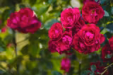 Cum să ai trandafiri înfloriți toată vara. Cele șase reguli recomandate de specialiști