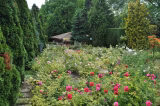 Trucul neobișnuit recomandat pentru grădină în luna mai. Ingredientul surprinzător care poate ajuta plantele să crească mai bine