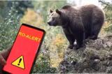 Alertă de urs în județul Alba! Populația, avertizează prin RO-ALERT