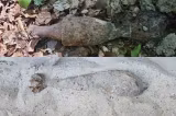 Alertă pe șantierul autostrăzii A7, în județul Neamț. A fost descoperită o bombă de aruncător din Al Doilea Război Mondial-FOTO