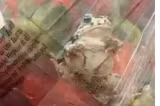 Șoc într-un supermarket din Bistrița. Un client a găsit o broască vie printre căpșuni