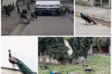 Oraș terorizat de păuni, în Italia. Oamenii nu mai dorm noaptea, iar păsările au ajuns să atace mașinile – VIDEO