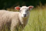 Alertă în Mureș: focar de pestă la ovine. Autoritățile au impus restricții