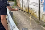 Jandarmii au prins un mega șarpe de 2 metri. Reptila se plimba nestingherită în mijlocul drumului - VIDEO