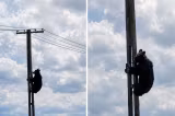Urs filmat pe un stâlp de electricitate la marginea Brașovului. Imaginile au devenit virale - VIDEO