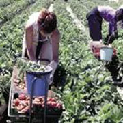 Românce căutate pentru agricultură în Spania