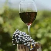Miniştrii Agriculturii din UE au dat undă verde vodcii din struguri