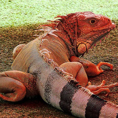 Iguana roz milenară descoperită de curând în Galapagos
