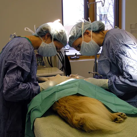 Clinicile veterinare din Timişoara au ambulanţe de urgenţă 