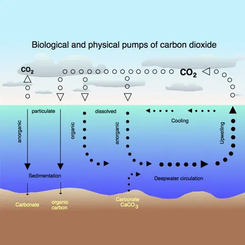 Încălzirea globală s-ar putea accelera, întrucât oceanele absorb mai puţin CO2