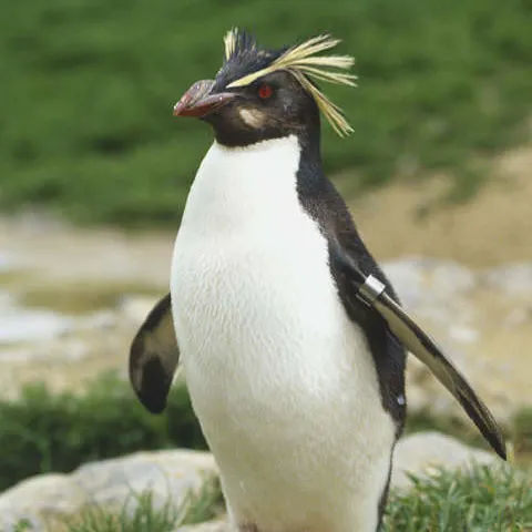 Misterul pinguinilor: O sută de exemplare dintr-o specie rară mor zilnic