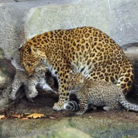 Doi leoparzi foarte rari s-au născut la zoo Jardin des Plantes din Paris